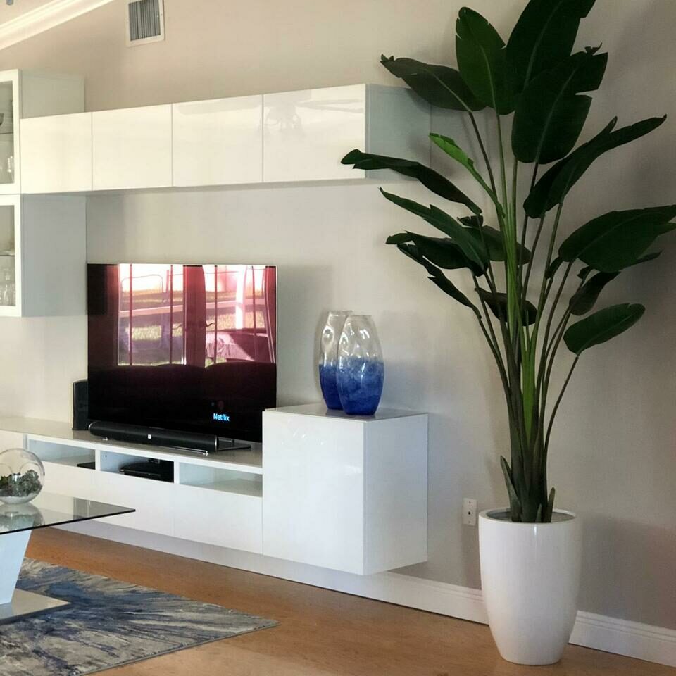 2.7 m tall Bird of Paradise with Ben planter in brilliant white