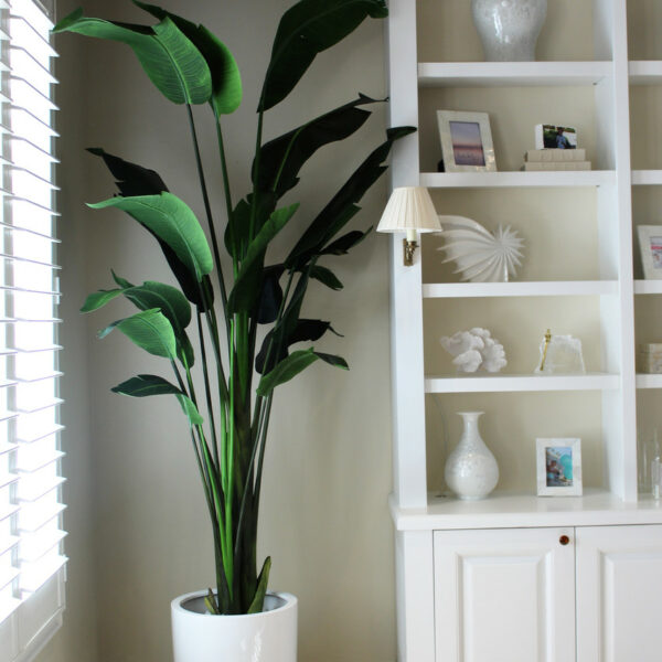 2.7 m tall Bird of Paradise with Ben planter in brilliant white