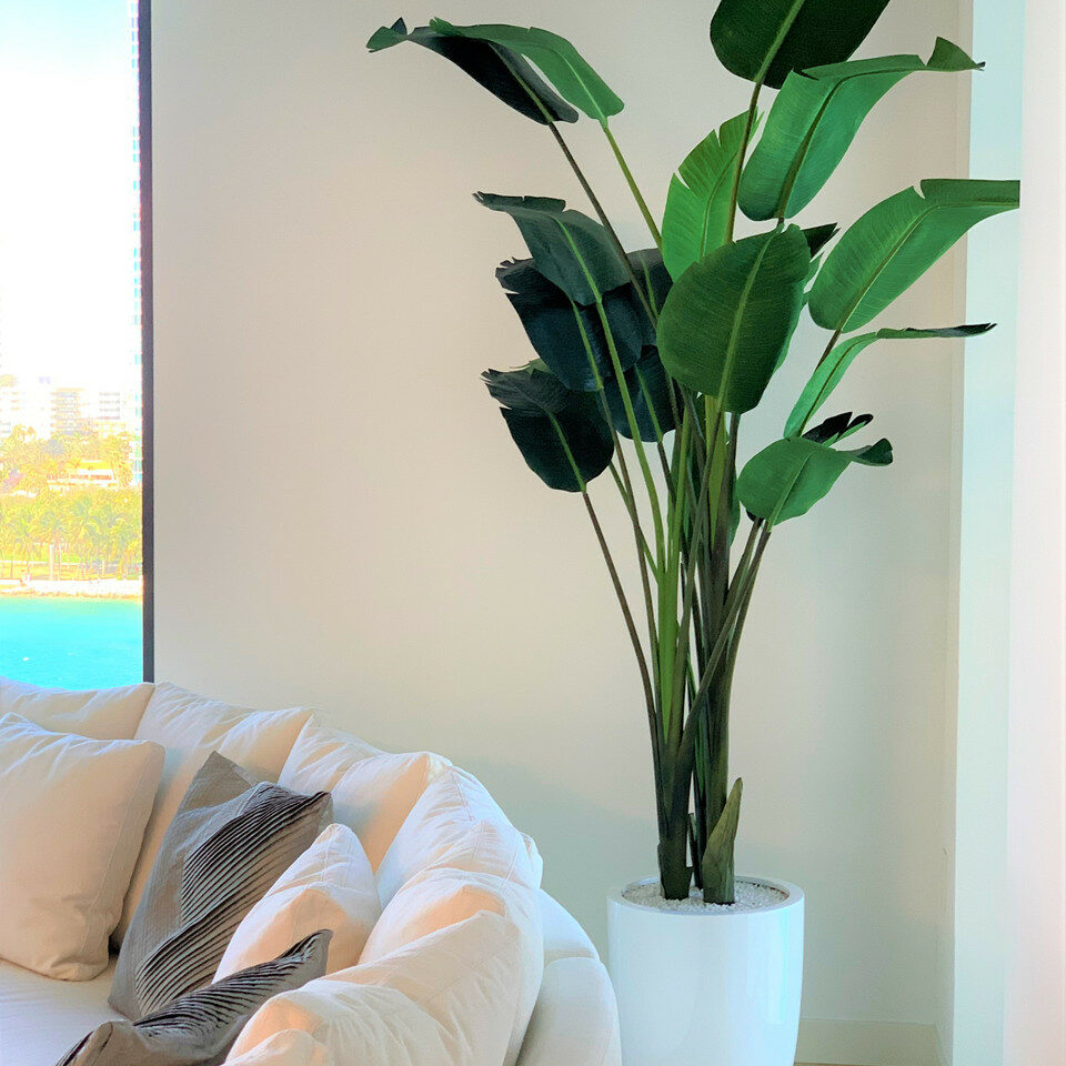 2.7 m Bird of Paradise with Ben pot in glossy white